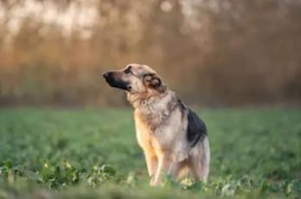 Bandito - ein Rohdiamant