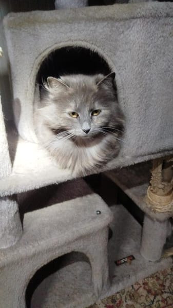 Molly - sanfte Schönheit