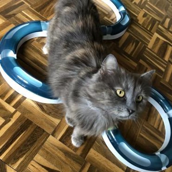 Molly - sanfte Schönheit