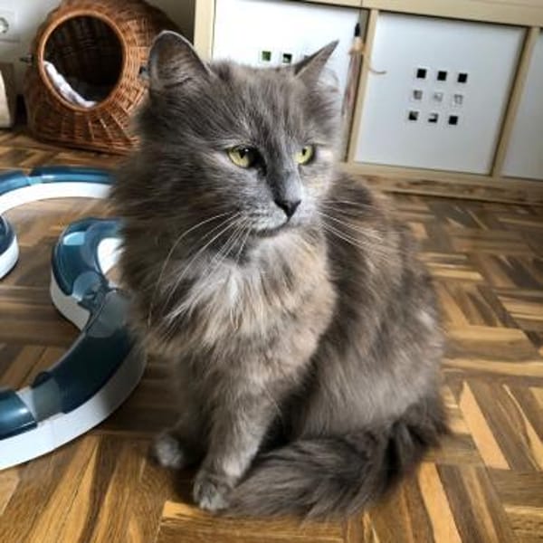 Molly - sanfte Schönheit