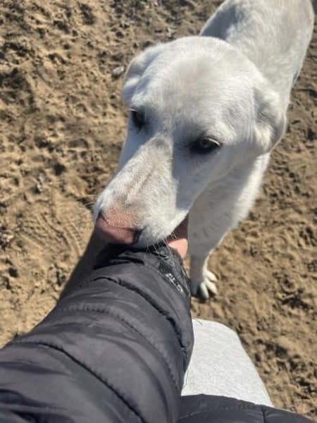 Cuki -Wunderschöne Hündin