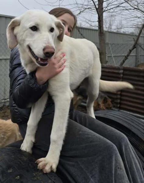 Cuki -Wunderschöne Hündin