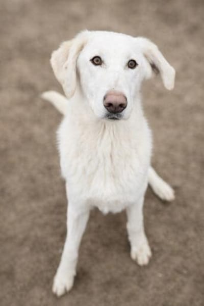 Cuki -Wunderschöne Hündin