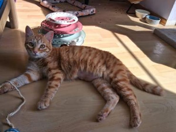 Sines -liebevolles Kitten