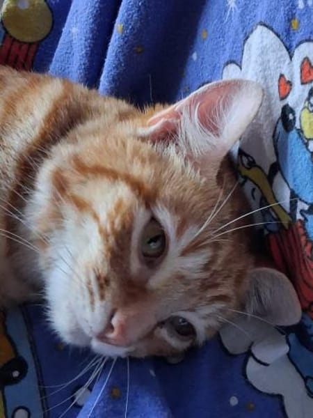 Sines -liebevolles Kitten