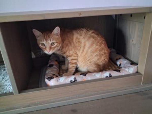 Sines -liebevolles Kitten