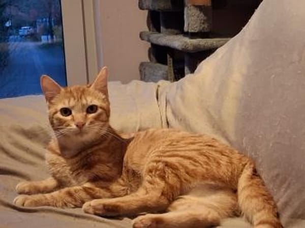 Sines -liebevolles Kitten