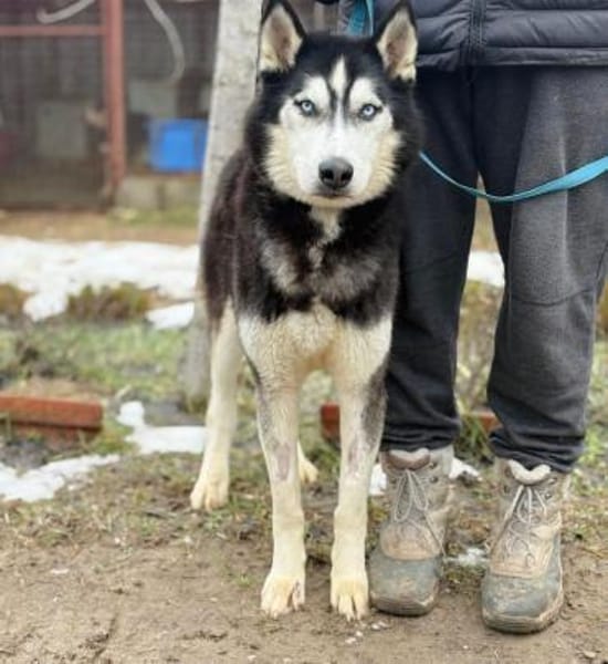 Zorro-Freundlich, sportlich und bereit