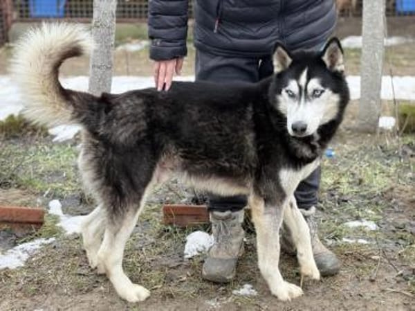 Zorro-Freundlich, sportlich und bereit