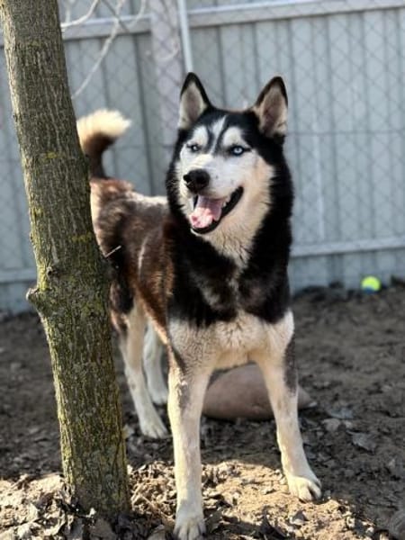 Zorro-Freundlich, sportlich und bereit