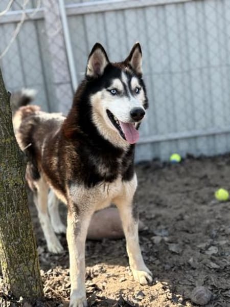 Zorro-Freundlich, sportlich und bereit