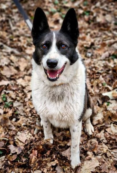 Zelda sucht neue Herausforderungen