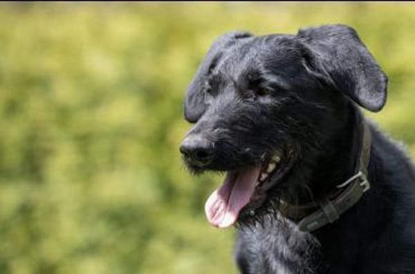 Lemmy wünscht sich ein Zuhause