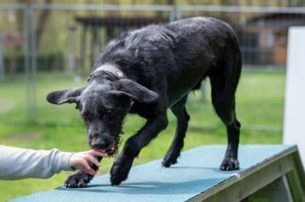 Lemmy wünscht sich ein Zuhause