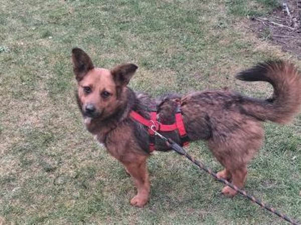 kleine liebe Aurea auf PS in 91459