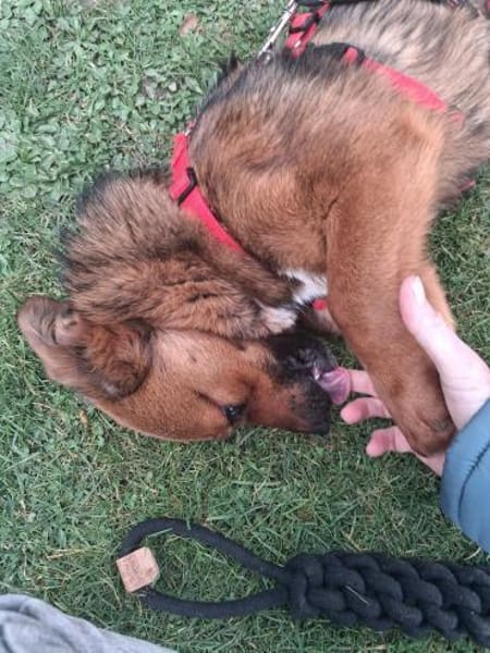 kleine liebe Aurea auf PS in 91459