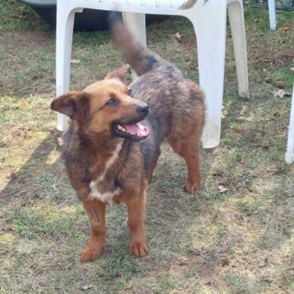 kleine liebe Aurea auf PS in 91459