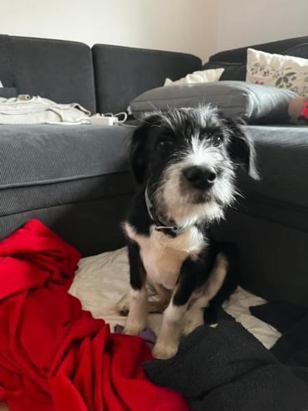 Schlaues Kerlchen Finn bereits in DE