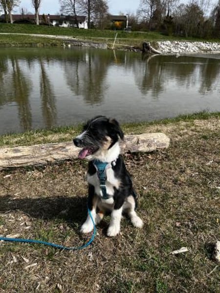 Schlaues Kerlchen Finn bereits in DE