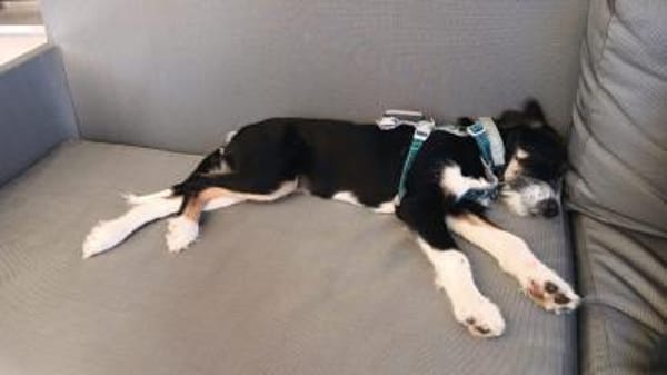 Schlaues Kerlchen Finn bereits in DE