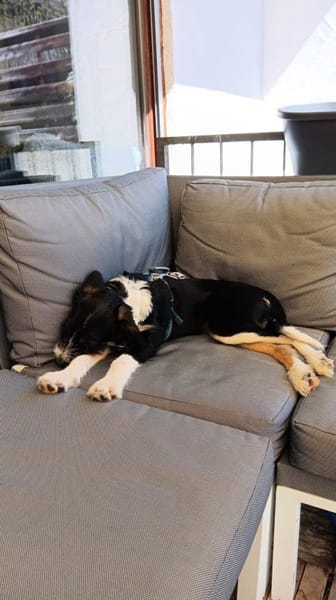 Schlaues Kerlchen Finn bereits in DE