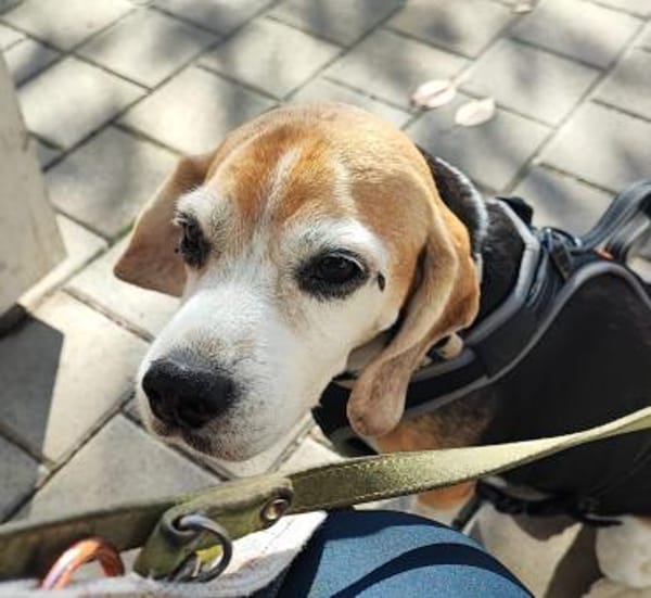 KYRA- EINE ECHTE TIERSCHUTZSEELE