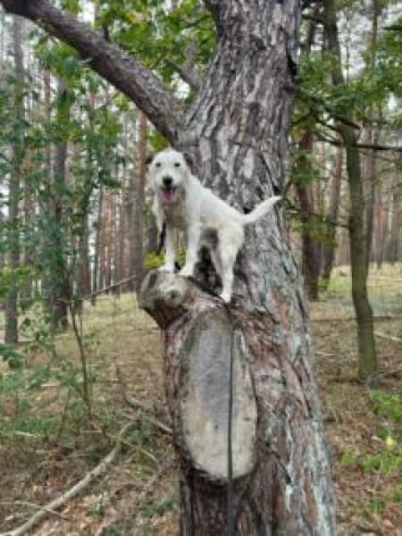 Cookie, Terrier zu 100%