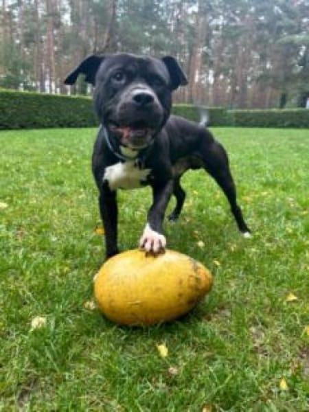 Paco, Bollerkopf mit Herz :-)