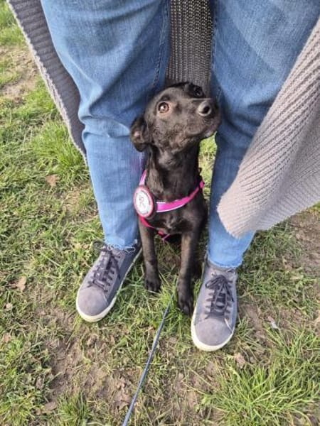 💛 Ilse 💛 sucht ihr für immer Zuhause