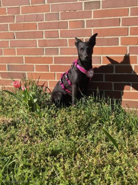 💛 Ilse 💛 sucht ihr für immer Zuhause