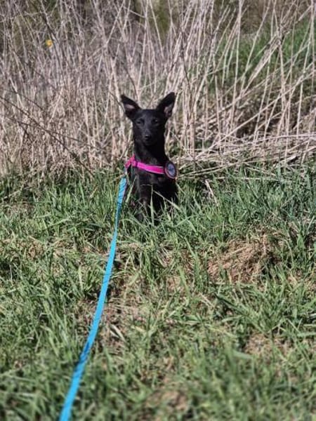 💛 Ilse 💛 sucht ihr für immer Zuhause