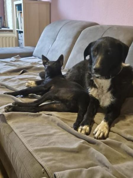 💛 Ilse 💛 sucht ihr für immer Zuhause