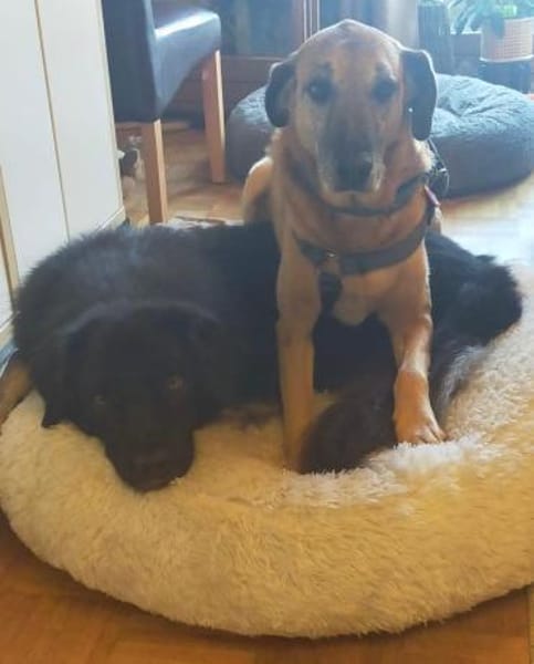 Opi Salim sucht sein Körbchen