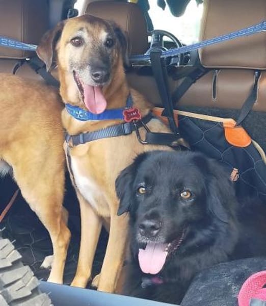 Opi Salim sucht sein Körbchen