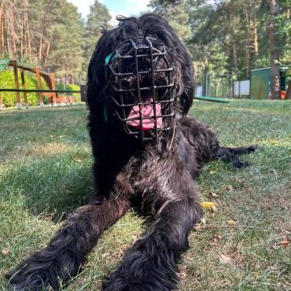 Riesenschnauzer wie er im Buche steht