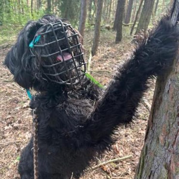 Riesenschnauzer wie er im Buche steht