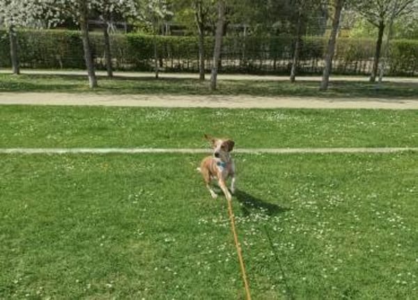 Gustav💙 sucht seine Menschen