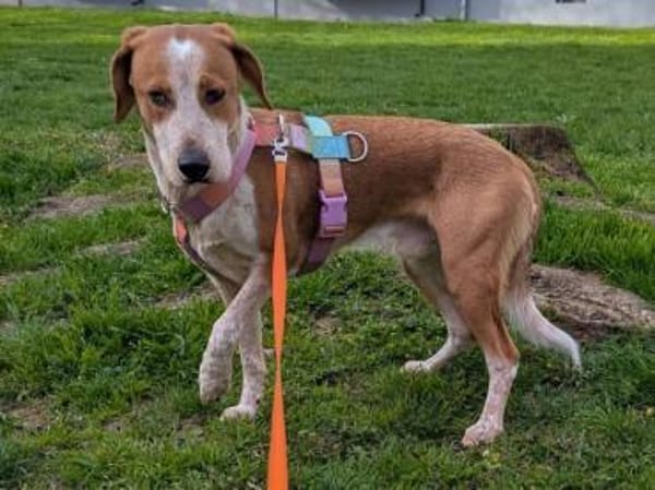 Gustav💙 sucht seine Menschen