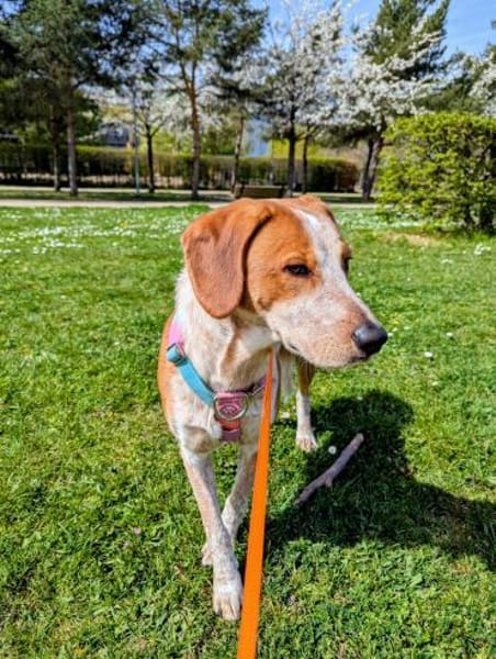 Gustav💙 sucht seine Menschen