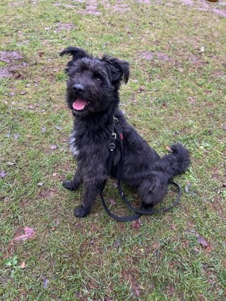 Yoschi macht viel Spaß