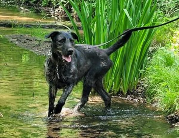 Kira liebt alle Zweibeiner ❤