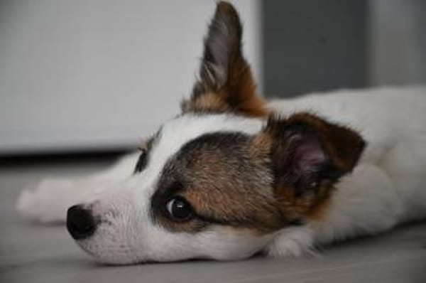 Melissa  sucht ihre Familie