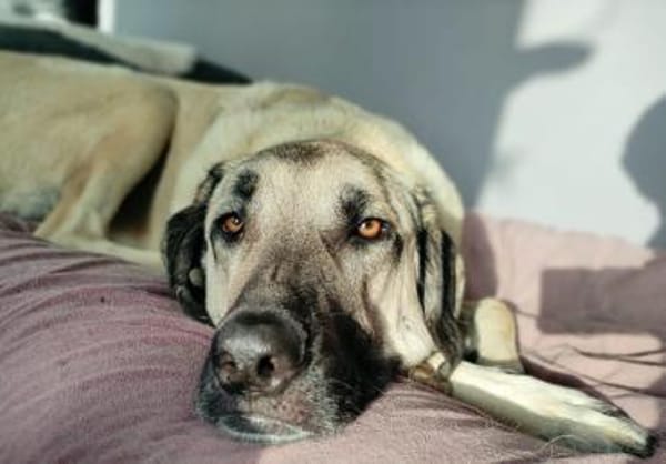 Großer Rüde Charlie