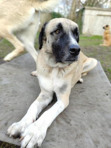 Gretchen sucht Frauchen zum vergöttern