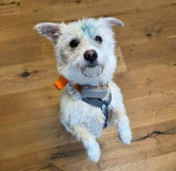 JOSEFINE -Liebt den Menschen sehr-