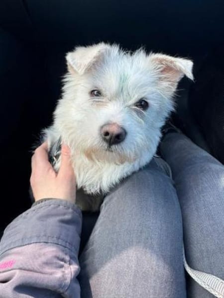 JOSEFINE -Liebt den Menschen sehr-