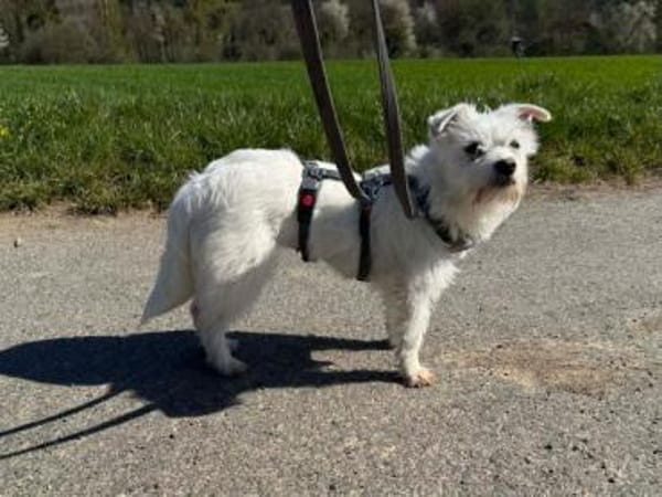 JOSEFINE -Liebt den Menschen sehr-