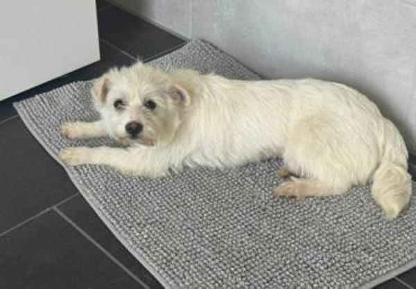 JOSEFINE -Liebt den Menschen sehr-