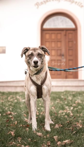 Boo- Everybodys Darling