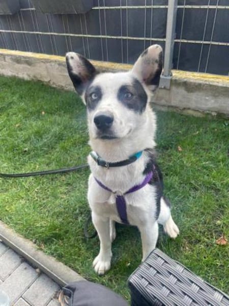 wunderschöne Panda auf PS 90768